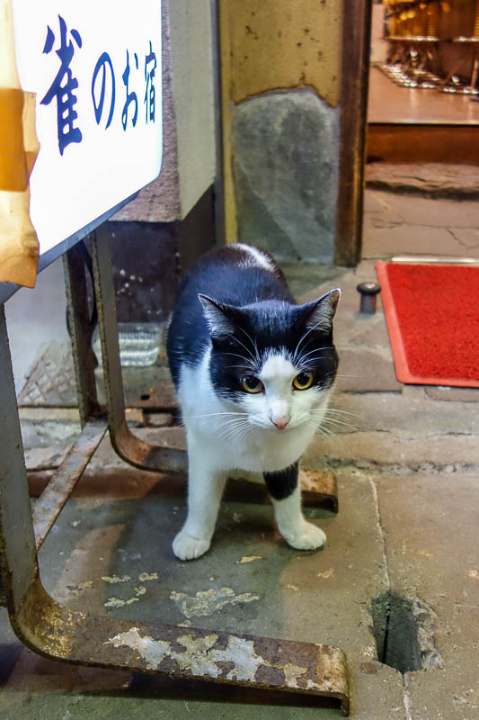 Japan 2015 - Tokyo - Nagoya - Hiroshima - Shimonoseki - Fukuoka - My only friend was this cat, who is proudly guarding what remains of a once thriving Little Busan area.