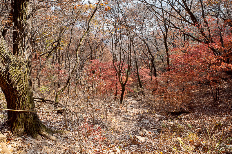 Korea-Seoul-Hiking-Yebongsan - The descent down had some colourful bits.