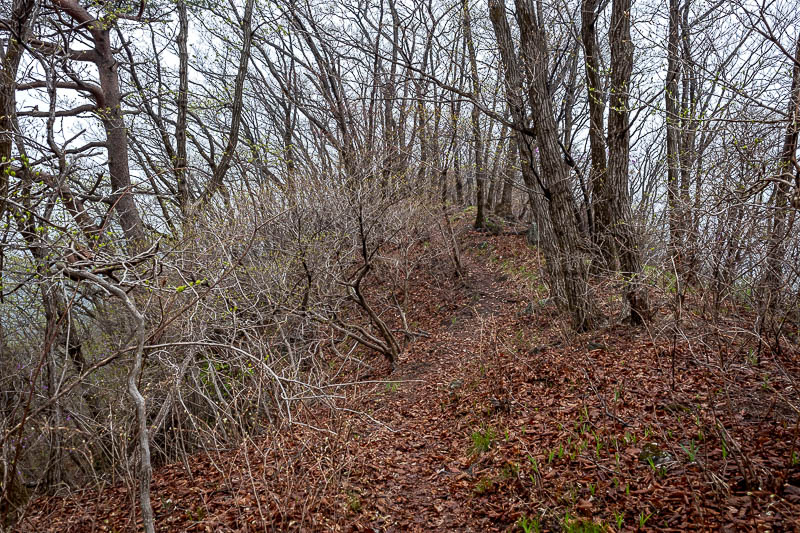 Korea-Seoul-Hiking-Yongmunsan - Between peaks, and it was the return of the nuclear winter dead looking trees.