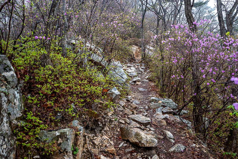 Korea-Seoul-Hiking-Yongmunsan - Purple flowers, and rocks.
