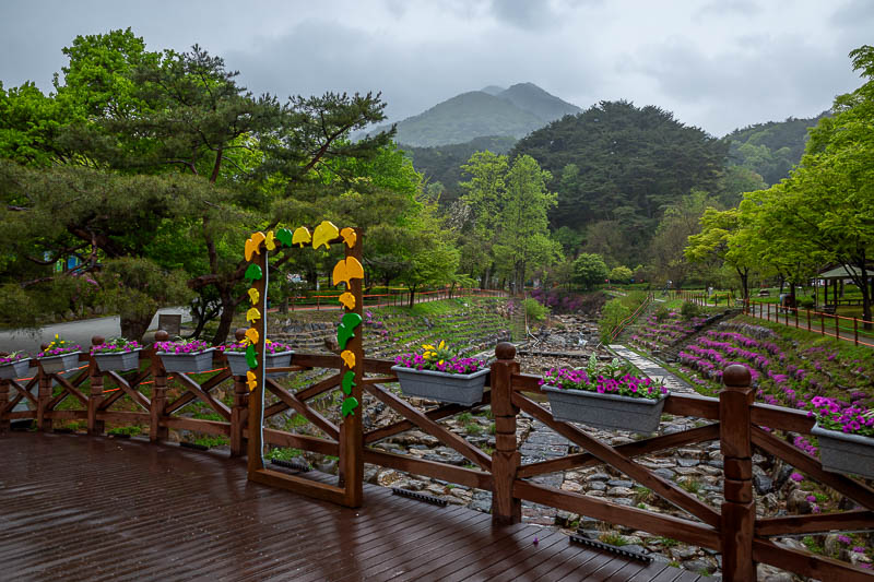 Korea-Seoul-Hiking-Yongmunsan - Flowers, and my mountains from today.