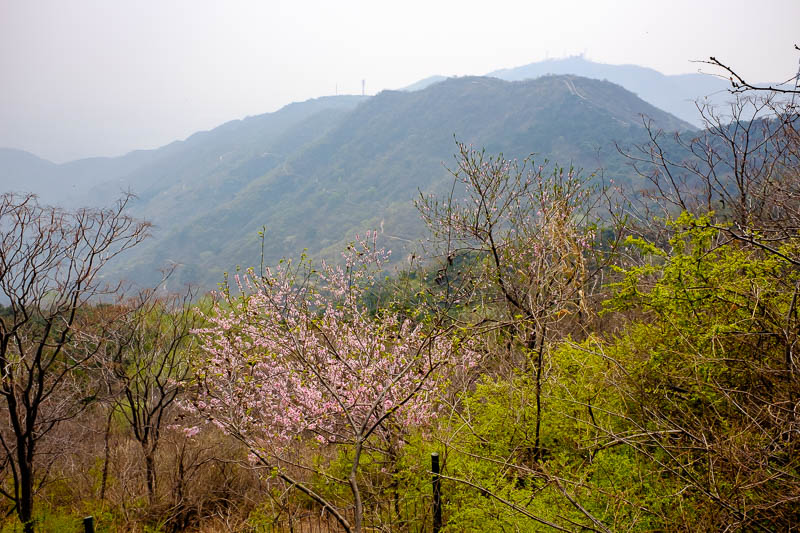 China-Beijing-Fragrant Hills-Hiking - Have a bit more view, featuring blossoms.