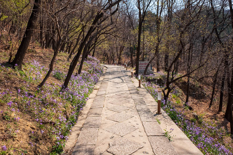 The great loop of China - April 2018 - The path up to the wall was very pleasant. Spring hasnt fully sprung here yet, not many leaves on the trees, but there was a snow storm of pollen and 
