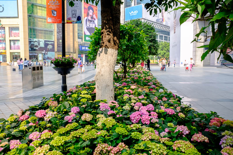 The great loop of China - April 2018 - First up, I walked through the nice city area, and took photos of hydrangeas. I am an expert on plants, and dancing.