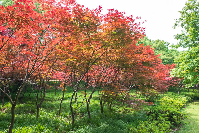 China-Wuhan-East Lake-View - Some areas of the park had these nice red trees to examine, in spring. Are they going red now or are they always red? I dont know, Japan is offended i