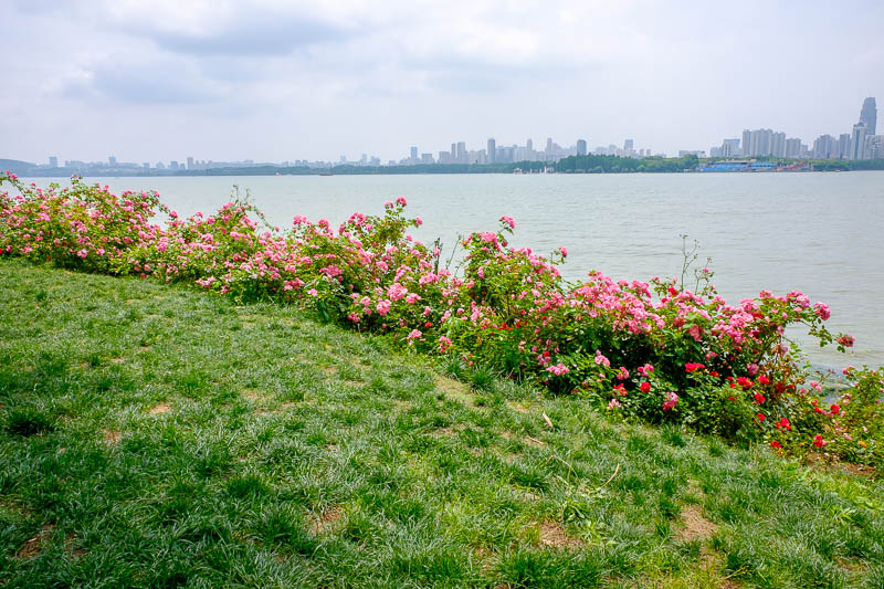 China-Wuhan-East Lake-View - About a kilometre of roses lined one of the banks.