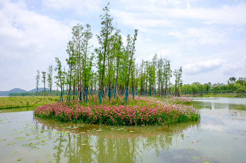 China-Wuhan-East Lake-View - No longer in the wetlands, we are now in flower island park area. There were many islands filled with flowers.