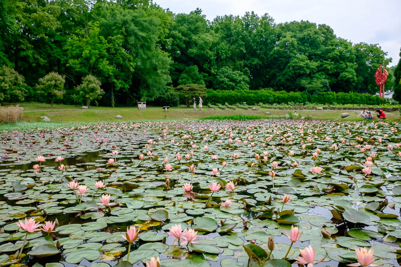 China-Wuhan-East Lake-View - Here is one of numerous lotus ponds, I think I am slightly too early. Perhaps in Hangzhou which is famous for the huge sea of lotus whatevers, they wi