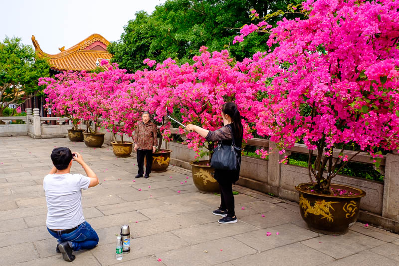 The great loop of China - April 2018 - Nearly as amazing as the tower were these pink plants. Everyone was posing with them. They are real and really are that pink. This old lady was a conc
