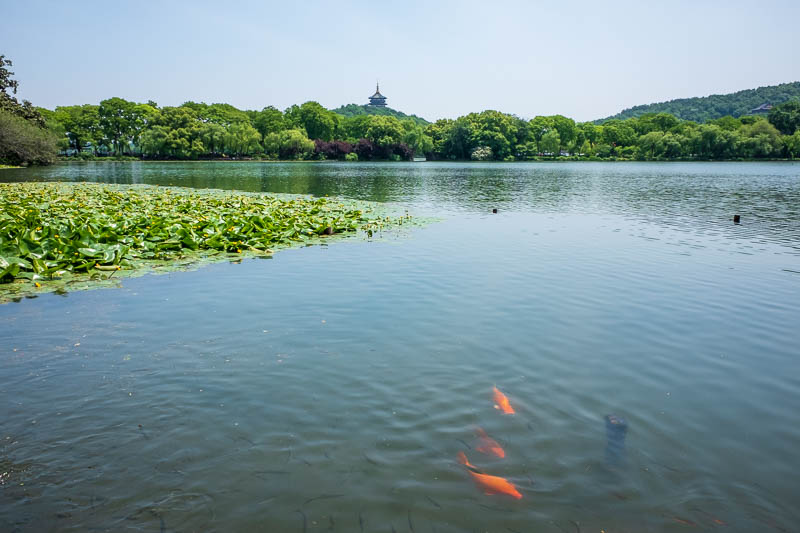 China-Hangzhou-West Lake-Hiking - I managed to get all 3 in one shot, pagoda, goldfish, waterlilies. The fish are an excellent accompaniment to turtle. Here in China the turtle shell i