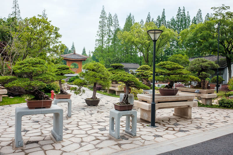 The great loop of China - April 2018 - There must have been hundreds of these bonsai trees on stands all around the garden.