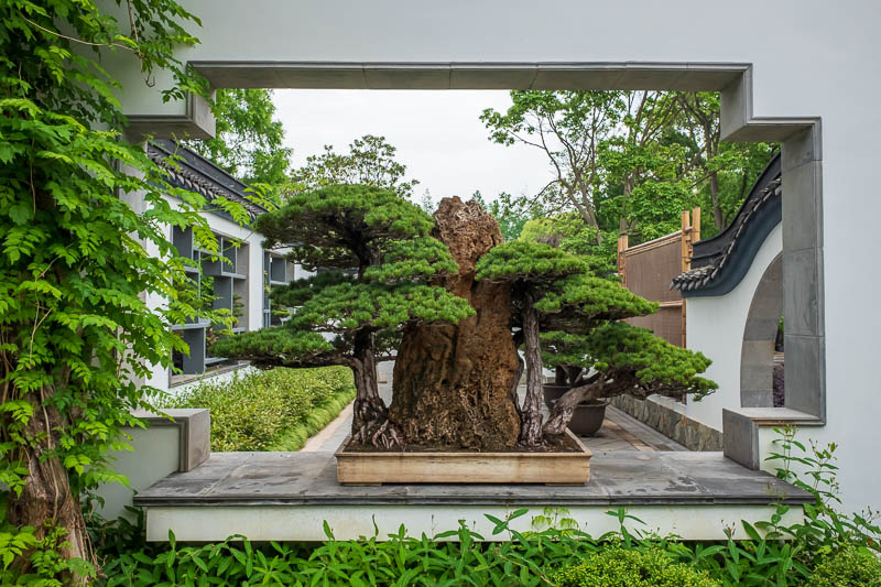 China-Shanghai-Botanic Garden-Flowers - Nice rocks with bonsai. I like Bonsai.