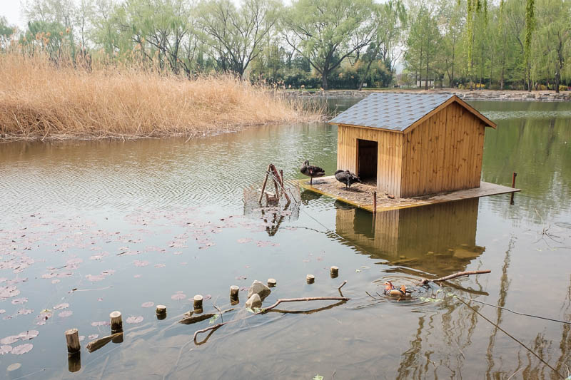 China-Beijing-Summer Palace - This family of swans have even constructed a small house for themselves with a nice view of their pond.