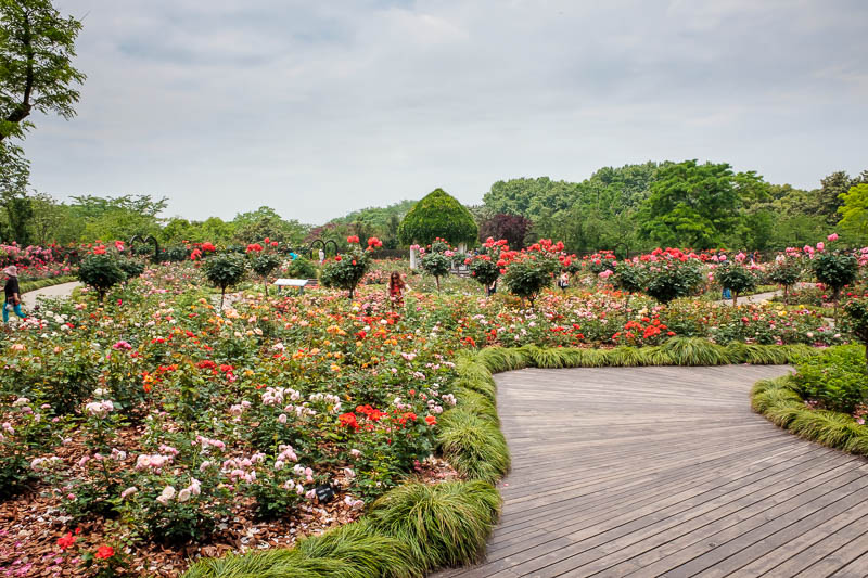 The great loop of China - April 2018 - This is the rose garden area, I thought I would mention that in case you have never seen roses before. It was also impressively large, but I think we 