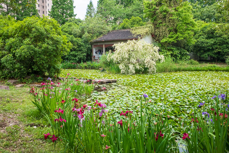 China-Shanghai-Botanic Garden-Flowers - If you run really fast you can travel over this pond on the lilies. In that little building on the other side, a huge group of old people were singing