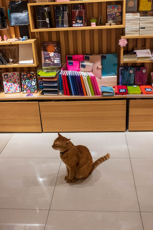 China-Shanghai-Sunshine-Architecture - Near my hotel there are a few different specialist goods streets. Musical instruments, books, trophies, curtains and stationery. Here we have a cat wh