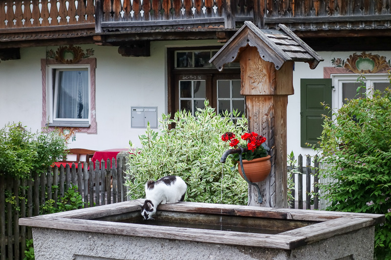 Germany-Garmisch Partenkirchen - Thirsty cat was thirsty.