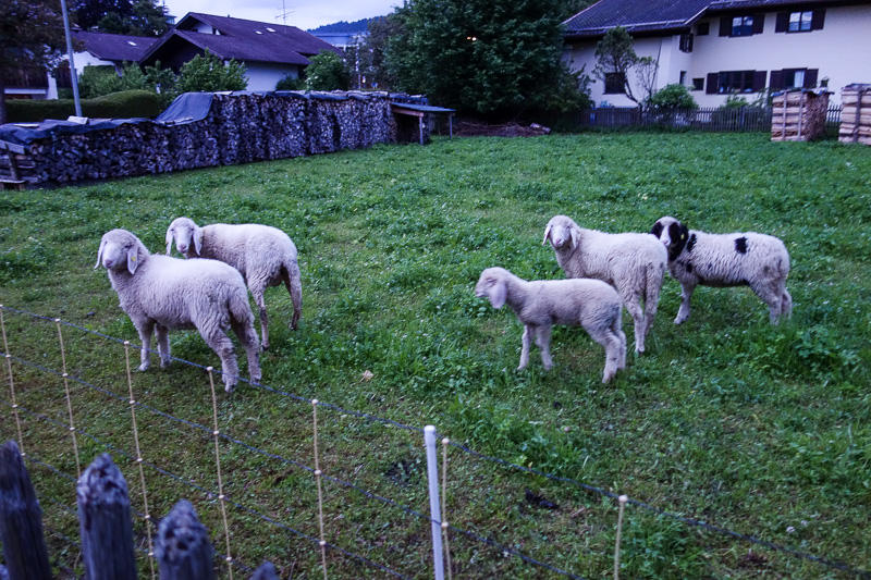 Germany-Garmisch Partenkirchen - Next door to my hotel lives some sheep. I threw sticks at them for a while in the fading twilight at almost 9:30pm. It sure does stay light late here.