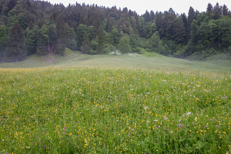 Germany-Garmisch Partenkirchen-Hiking-Zugspitze-Snow - I am glad I didnt cancel due to rain, as it was soon starting to clear up, as I passed fields of flowers.