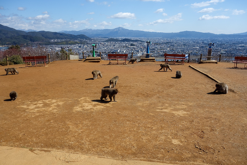 Japan-Kyoto-Arashiyama-Hiking-Bamboo-Monkeys - OK, one last photo of the monkeys.