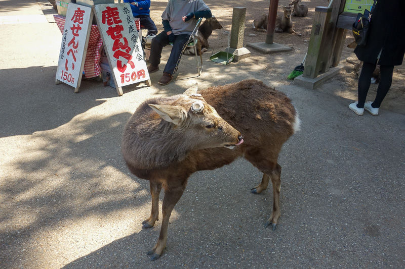 Japan-Nara-Temple-Hiking-Deer - I was taken aback to be walking on the main road and all of a sudden theres a deer waiting to cross the road at the lights. Theres an ad on tv where d