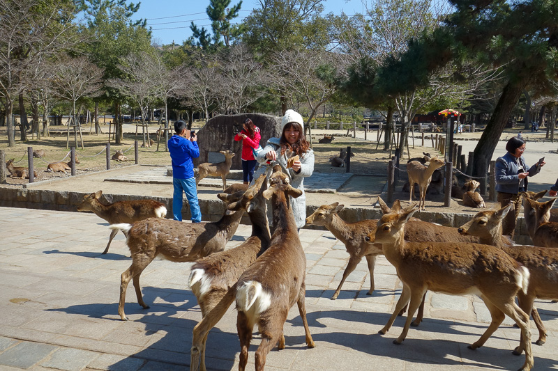 Japan-Nara-Temple-Hiking-Deer - If you are silly enough to buy deer food, expect to be savaged by a flock of deer. Flock? herd? gaggle?