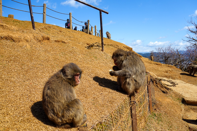 Japan-Kyoto-Arashiyama-Hiking-Bamboo-Monkeys - Now for the monkeys. A ticket is $5. Theres no mention that its a bit of a hike to get there up a mountain, I didnt mind but many others would be outr