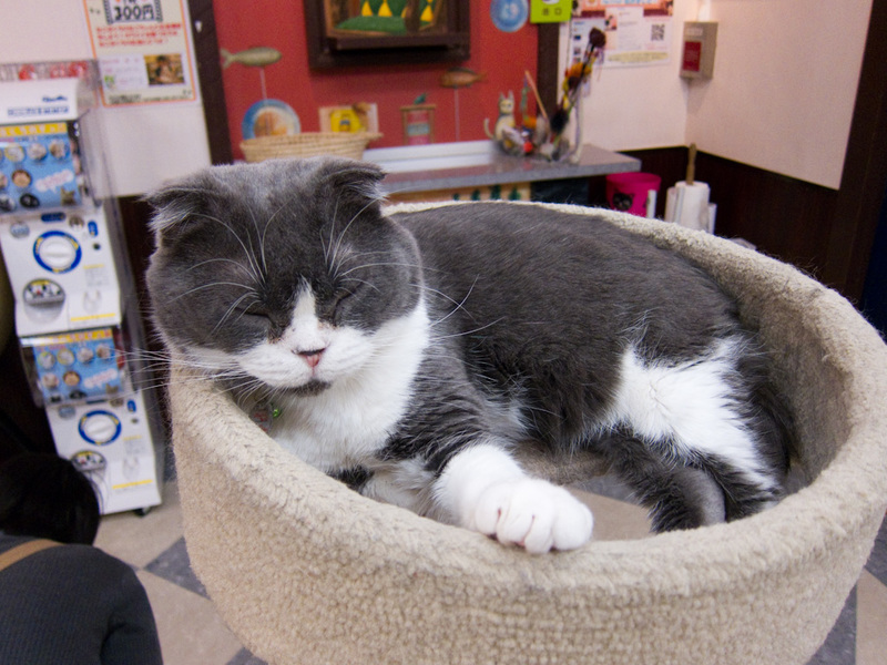 Japan-Tokyo-Museum-Cat Cafe - Then I was at the cat cuddling cafe. This cats ears are too small for its fat face.