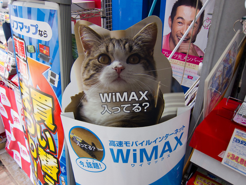 Japan-Tokyo-Akihabara-Ueno - If you are familiar with youtube memes you have probably seen Maru. You will be pleased to know that he seems to have made money from his floor slidin