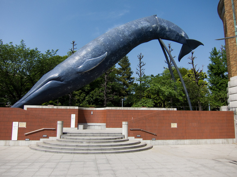 Japan-Tokyo-Ueno-Zoo-Museum - Surprisingly little effort was put into mounting this blue whale. The nose is literally holding it up on the concrete. Its like it was on some sort of