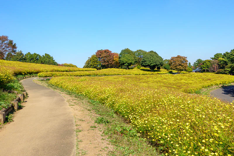 Japan-Tokyo-Garden - Sea of flowers, 1 of 3, yellow. A bit past their best.