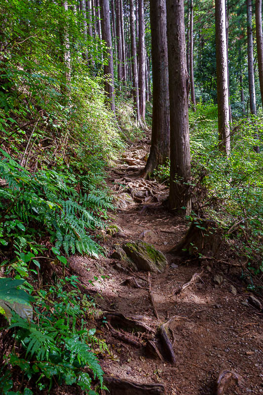Japan-Tokyo-Hiking-Jinba-Takao - Tree roots.