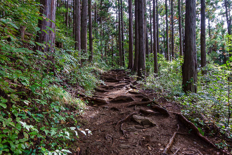 Japan-Tokyo-Hiking-Jinba-Takao - More tree roots. The trail was soft under foot, but not muddy. No rocks.