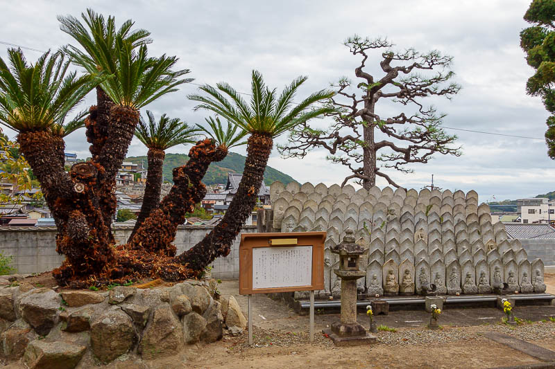 Japan-Castle-Shrine-Onomichi-Fukuyama - Nice palm trees.
