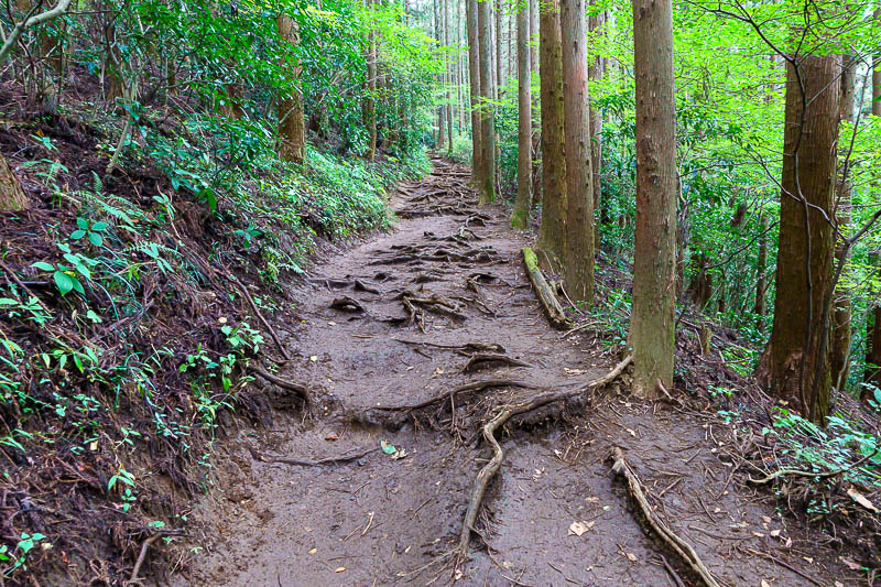 Japan-Tokyo-Hiking-Jinba-Takao - Time to appreciate some more tree roots.