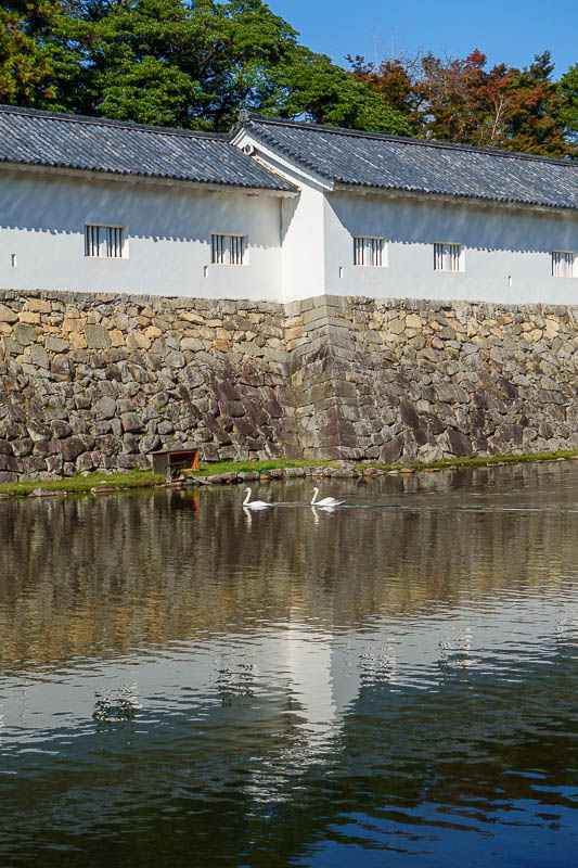 Japan-Hikone-Castle - Approaching the castle, swans appeared.