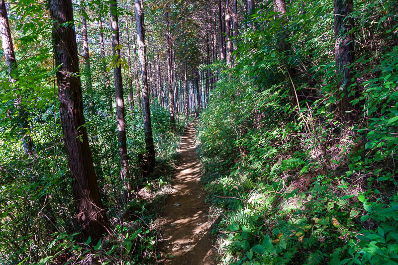 Japan-Hiking-Asoyama-Hinodesan-Mitake - I tried not to take too many path shots today! The paths were often smooth like this, and generally in tall cedars, many areas are due to be logged, o
