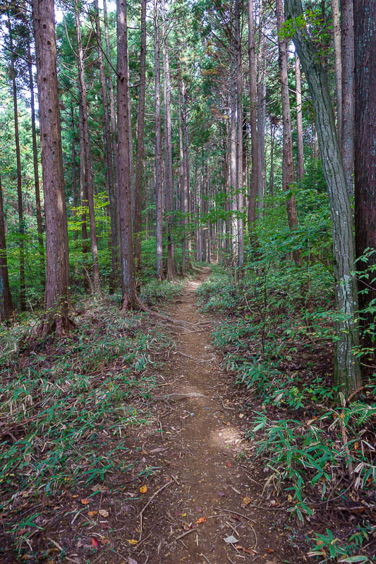 Japan-Hiking-Asoyama-Hinodesan-Mitake - OK, a bit more path.