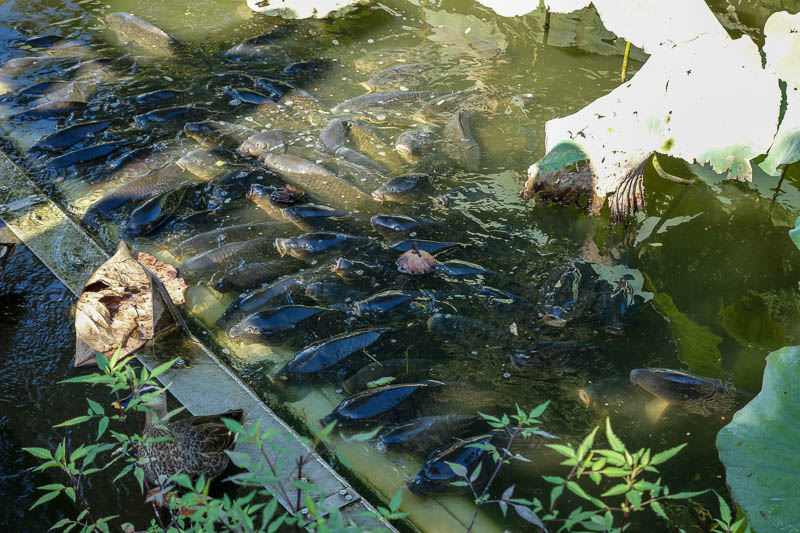 Japan 2015 - Tokyo - Nagoya - Hiroshima - Shimonoseki - Fukuoka - And also delicious carp. They seem to enjoy resting just out of the water.