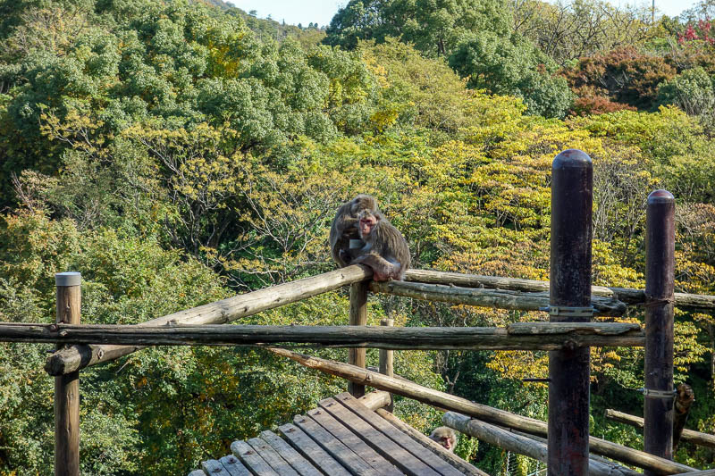 Japan-Inuyama-Castle-Monkeys - Some monkeys have a great view.