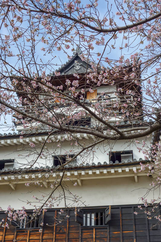Japan-Inuyama-Castle-Monkeys - At first this shot might be superfluous, but I was surprised at all the blossoms on trees. I am here for leaf season not blossom season. Must be El Ni