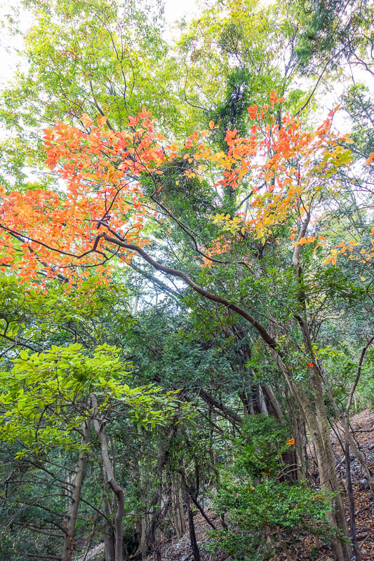 Japan 2015 - Tokyo - Nagoya - Hiroshima - Shimonoseki - Fukuoka - There were not a lot of colored leaves today, mainly big green trees.
