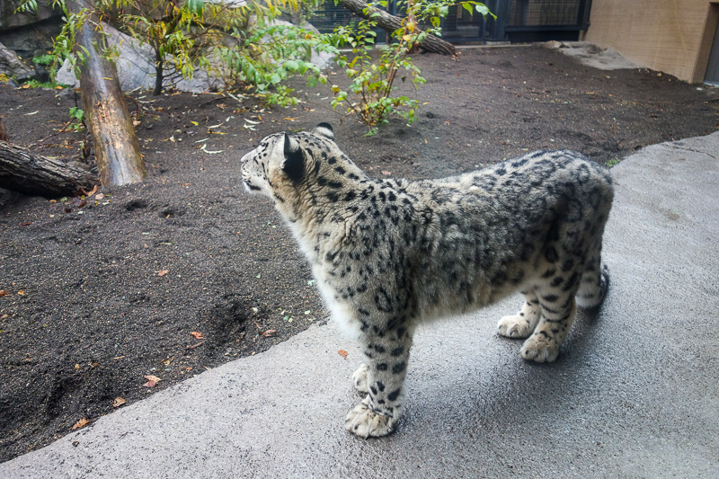 Japan-Sapporo-Zoo-Autumn Colors-Rain - Snow leopard. Most of the time it was just me, and they followed me around.