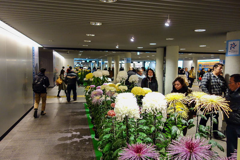 Visiting 9 cities in Japan - Oct and Nov 2016 - Part one of the flower show, full sized flowers. They all look half dead. Probably because they have been inside a subway tunnel for a week. I saw the