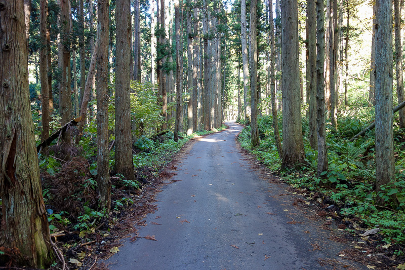 Visiting 9 cities in Japan - Oct and Nov 2016 - Now a 5km run down this nice road through a forest. Very refreshing. My damp bum provided a cooling influence behind me.