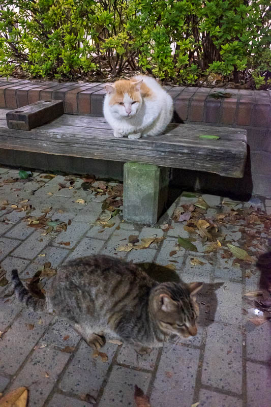Japan-Kyoto-Nijo-Food-Pasta - These cats are now my only friends in Japan. They live here, the white one is a lot friendlier, and as a result, a lot fatter. He doesnt seem interest