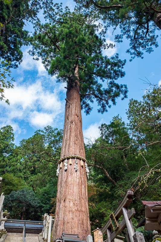 Japan-Kyoto-Kurama-Hiking-Shrine - Here is an enormous tree. Lots of people were looking up at this tree, so I looked up at this tree. A Japanese man standing nearby had his hands on hi