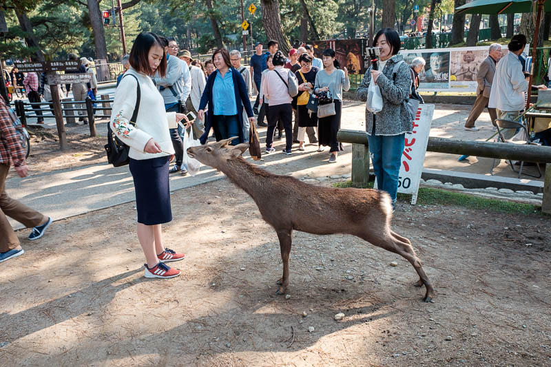 Japan-Nara-Hiking-Deer - Deer everywhere. Everyone does deer pics, I remained somewhat restrained.