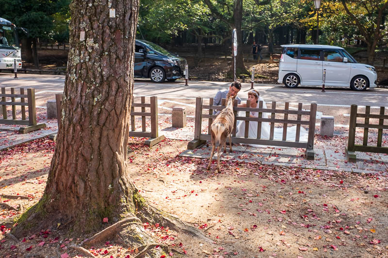 Japan-Nara-Hiking-Deer - Deer wedding pics.