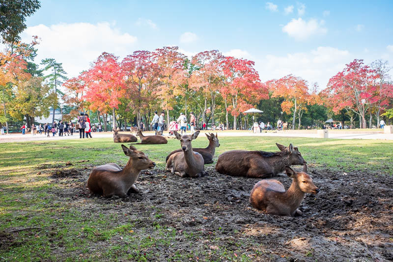 Back to Japan for even more - Oct and Nov 2017 - When the deer have eaten enough, they dig themselves a mud pit and go to sleep.